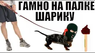 ✅ Господин всех мошонок Максимов Шарику на поводке дал гамно на палке / мошенники звонят по телефону