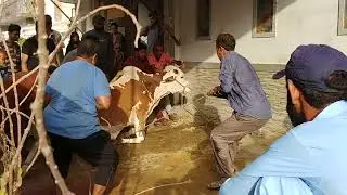 Bakra Eid #Sacrificing for the Greater Good Cow Qurbani #Anari Qasai #Cow qurbani