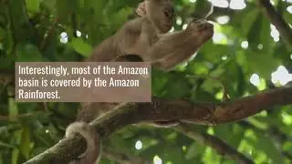 Amazon rainforest is a dream!