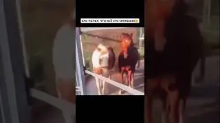 САМЫЕ УМНЫЕ ЖИВОТНЫЕ 😍👏