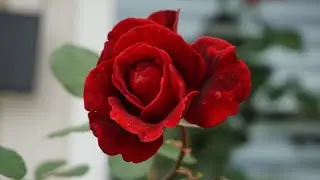 “Flowers have spoken to me more than I can tell in written words…” #flowers #rose #nature #spring