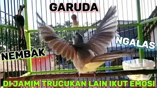 Coba Pakai ini...!!! TRUCUK NEMBAK GARUDA RIWIK/ALAS, kurang dari 5 menit trucukan malas ikut gacor