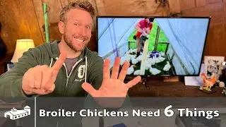 Broiler Chickens Need 6 Things