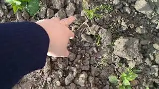 началась посадка овощей.