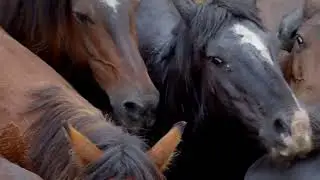 SAVAGE / ДИВИ