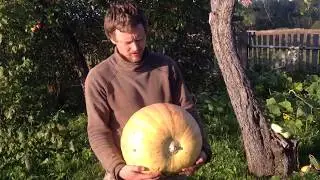 Осенний урожай/Тыквы,Кабачки,Картофель