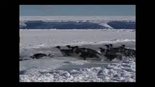 'Activity Time Budget during Foraging Trips of Emperor Penguins