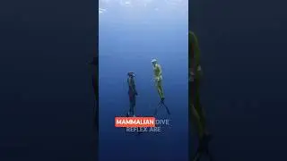 Freedivers Best Friend #freedive #freediving #apnea