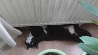 Анфиска 😹 замёрзла