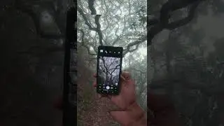 Nature mobile photography in Foggy Forest with pixel 6a #shorts #photography #nature