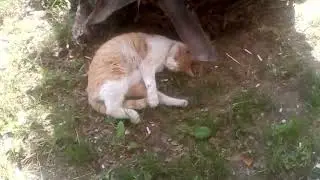 13.04.2024./11:31 Morning ( Cat nap )