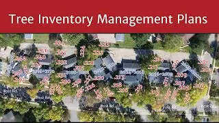 Tree Inventory Management Plans