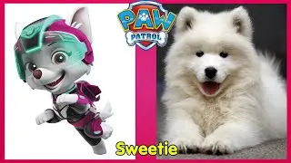 Paw Patrol Characters IN REAL LIFE 2022.Paw Patrol dogs.