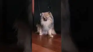 Pomeranian trying to stay awake