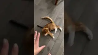 Cat Gets Stuck in Potato Masher