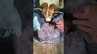 Щенок замирает после молока - что происходит? 🐶😱