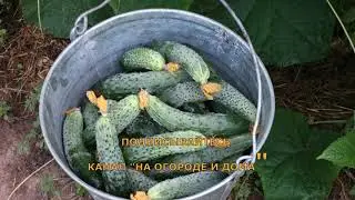 394. ЧТОБЫ УРОЖАЙ ОГУРЦОВ  УВЕЛИЧИВАЛСЯ  КАК УХАЖИВАТЬ