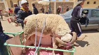 ثمن كان بطاطة🤩فصباح سبت فسوق مكناس صوريا ومع 12رتفع بزاف😡 2024/06/15