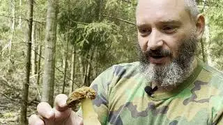 Догоняем весну! Собираем строчки, сморчки и сморчковые шапочки. Михаил Вишневский