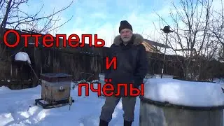 Оттепель и пчёлы