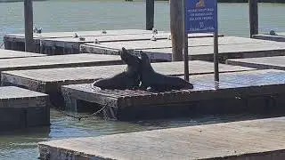 Sea lions fight at San Francisco's Pier 39