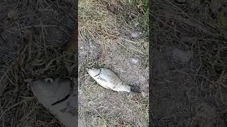 Рыбалка поймал карася 180 грамм #рыбалка #fishing #fish #рыба