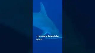 A close encounter with a hammerhead shark 🦈