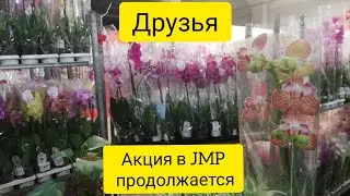 АКЦИЯ на Фаленопсисы в JMP продолжается