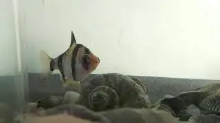 Help with aquarium fish - what disease is this?