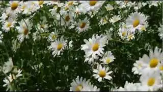 Daisies