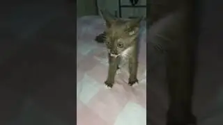 taca sayang