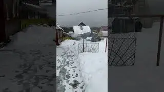 Петарда горилла на Новый год