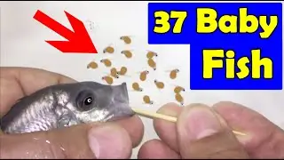 2 Copadichromis borleyi fødte 37 babyfisk Kadango cichlid 😍🐬👍🙏
