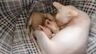 Часть 3, Сфинксы (Теперь можно и перекусить)