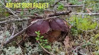 Ленинградская область. Выборгский район. п. Климово. Тихая охота. Август 2020.