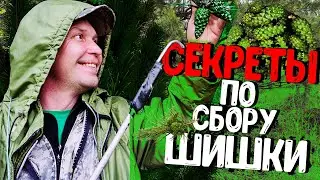 ТАЙНА ПО СБОРУ СОСНОВОЙ ШИШКИ // ВЕСЕННИЙ СБОР / ПОЛЕЗНАЯ ИНФОРМАЦИЯ И СОВЕТЫ!