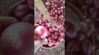Red Onion Grading