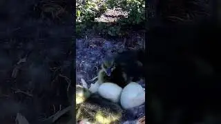Гнездо дикого гуся Гуменника