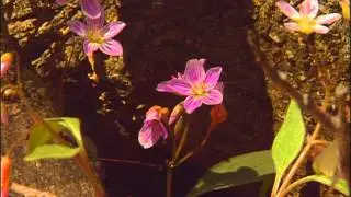 Adirondack Coast - Wildflowers