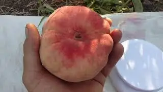 Инжирный персик Плане Стар /peach Plane Star/ Громадные сигналки! Отзыв от питомника Макси Сад