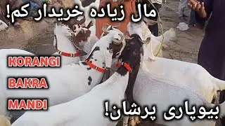 Korangi Bakra Mandi Ma Qurbani ke Bakra 02-06-2024 Korangi Bakra Mandi Rate Update 2024
