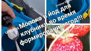 Молоко+йод лучшая подкормка для клубники после цветения. Чем подкормить клубнику после цветения.