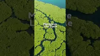 The Life Cycle of Mangroves | All About Mangroves 🌱