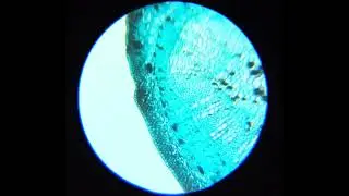 Cell Phone Adapter for Microscope Test#3