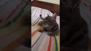 Битти отдыхает ( 23 ЧАСТЬ )🐱🐈