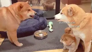Daddo got mom very A M G E R Y / Shiba Inu puppies (with captions)