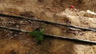 Toprak işlemesiz dikimin etkileri ve karbon döngüsü