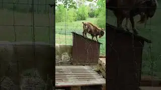 King of the Mountain! #shorts #homestead #goats