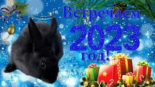 Как встречать Новый год 2023 — что  дарить, одеть,готовить, отмечаем год Кролика