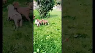 cachoros juguetones #shorts #shortsvideo #perros #comedy
